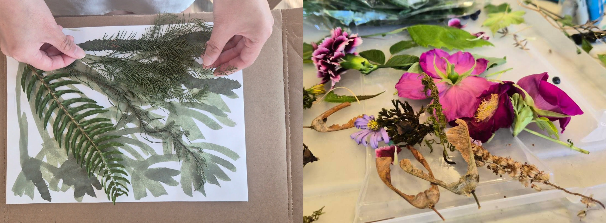 Botanical foraging & composition in Tianci Dong's cyanotype process