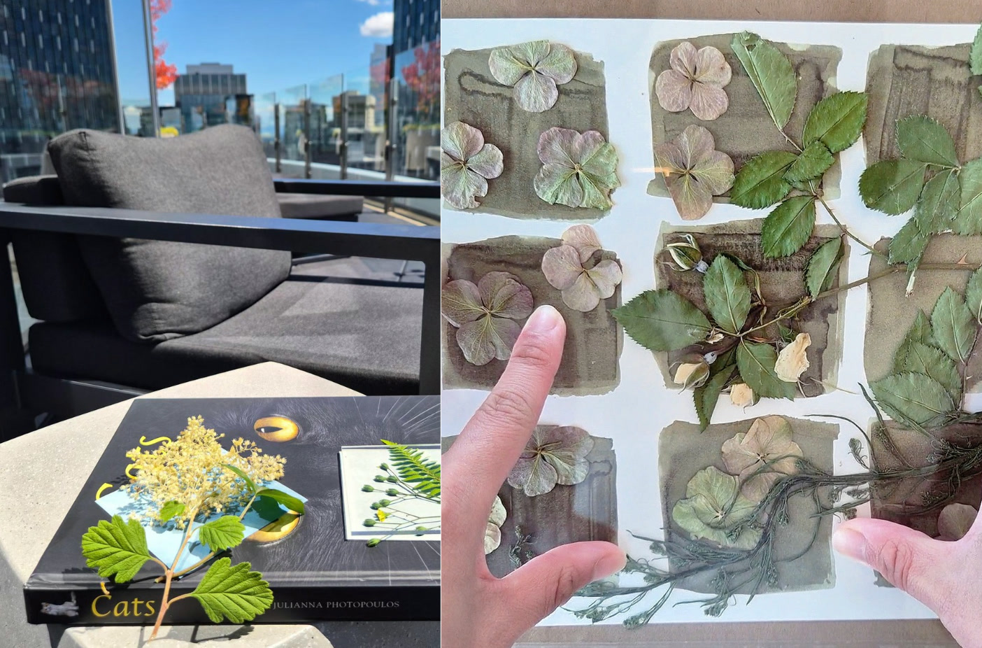 Natural sunlight exposure in Tianci Dong's cyanotype process